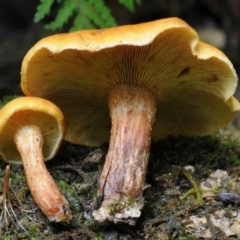 Unidentified Fungus at Box Cutting Rainforest Walk - 16 Mar 2019 by Teresa