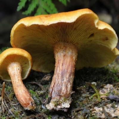 Gymnopilus sp. (Gymnopilus) at Kianga, NSW - 17 Mar 2019 by Teresa
