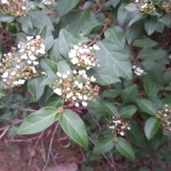 Viburnum tinus (Laurustinus) at Isaacs Ridge and Nearby - 17 Mar 2019 by Mike