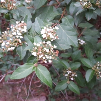 Viburnum tinus (Laurustinus) at Isaacs, ACT - 17 Mar 2019 by Mike