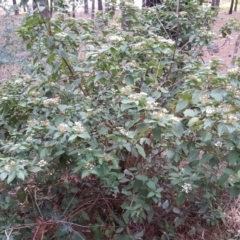 Viburnum tinus at Isaacs Ridge - 17 Mar 2019