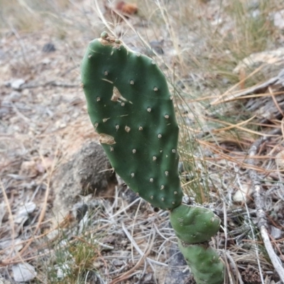 Opuntia stricta (Common Prickly Pear) at Isaacs Ridge and Nearby - 17 Mar 2019 by Mike