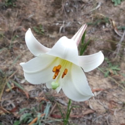 Lilium formosanum (Taiwan Lily, Tiger Lily) at Isaacs, ACT - 17 Mar 2019 by Mike