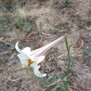 Lilium formosanum at Isaacs, ACT - 17 Mar 2019 04:49 PM