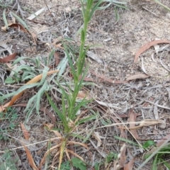 Lilium formosanum at Isaacs, ACT - 17 Mar 2019 04:49 PM