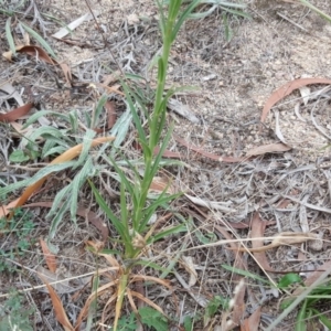 Lilium formosanum at Isaacs, ACT - 17 Mar 2019