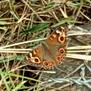 Junonia villida at O'Malley, ACT - 16 Mar 2019 02:29 PM