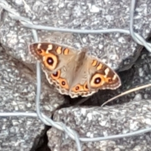 Junonia villida at O'Malley, ACT - 16 Mar 2019 02:29 PM