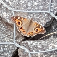 Junonia villida at O'Malley, ACT - 16 Mar 2019