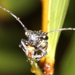 Ancita crocogaster (Longhorn or Longicorn beetle) at Broulee, NSW - 16 Mar 2019 by jb2602