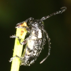 Ancita crocogaster at Broulee, NSW - 16 Mar 2019 09:23 PM