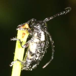 Ancita crocogaster at Broulee, NSW - 16 Mar 2019