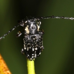 Ancita crocogaster at Broulee, NSW - 16 Mar 2019 09:23 PM