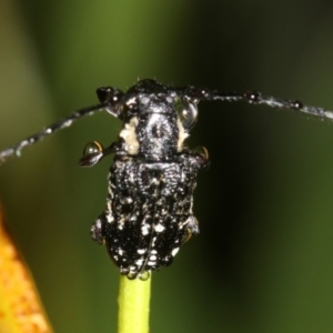 Ancita crocogaster at Broulee, NSW - 16 Mar 2019