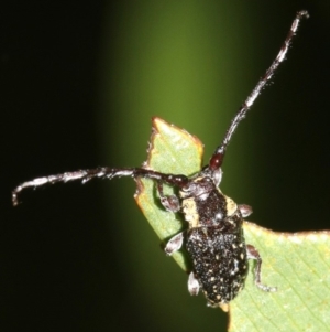 Ancita crocogaster at Broulee, NSW - 16 Mar 2019 09:23 PM