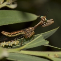 Mantispidae (family) (Unidentified mantisfly) at Higgins, ACT - 14 Mar 2019 by AlisonMilton