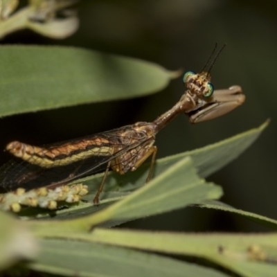Mantispidae (family) (Unidentified mantisfly) at Higgins, ACT - 13 Mar 2019 by AlisonMilton