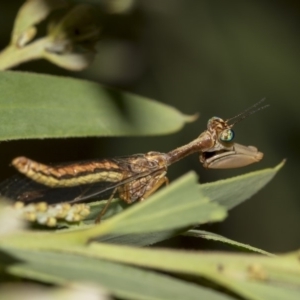 Mantispidae (family) at Higgins, ACT - 14 Mar 2019 08:58 AM