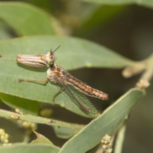 Mantispidae (family) at Higgins, ACT - 14 Mar 2019 08:58 AM