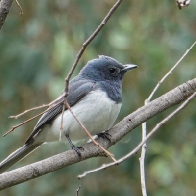 Myiagra rubecula (Leaden Flycatcher) at Red Hill Nature Reserve - 17 Mar 2019 by JackyF