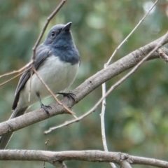 Myiagra rubecula at Deakin, ACT - 17 Mar 2019