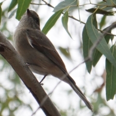 Pachycephala pectoralis (Golden Whistler) at Hughes, ACT - 17 Mar 2019 by JackyF