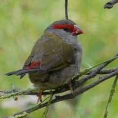Neochmia temporalis (Red-browed Finch) at Red Hill Nature Reserve - 17 Mar 2019 by JackyF