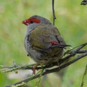 Neochmia temporalis at Deakin, ACT - 17 Mar 2019