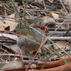 Neochmia temporalis at Deakin, ACT - 17 Mar 2019