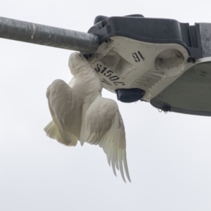 Cacatua sanguinea at Queanbeyan, NSW - 13 Mar 2019 09:02 AM