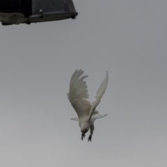 Cacatua sanguinea at Queanbeyan, NSW - 13 Mar 2019 09:02 AM