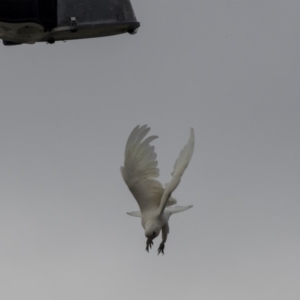 Cacatua sanguinea at Queanbeyan, NSW - 13 Mar 2019