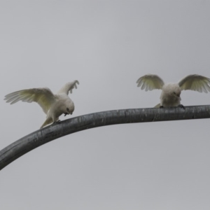 Cacatua sanguinea at Queanbeyan, NSW - 13 Mar 2019