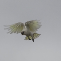 Cacatua sanguinea at Queanbeyan, NSW - 13 Mar 2019