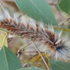 Anthela varia (Hairy Mary) at Red Hill Nature Reserve - 17 Mar 2019 by JackyF