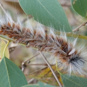 Anthela varia at Deakin, ACT - 17 Mar 2019 04:00 PM