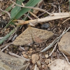 Scopula rubraria (Reddish Wave, Plantain Moth) at Red Hill Nature Reserve - 17 Mar 2019 by JackyF