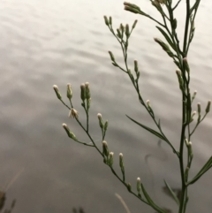 Symphyotrichum subulatum (Wild Aster, Bushy Starwort) at Hackett, ACT - 17 Mar 2019 by JaneR