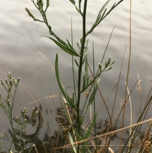 Symphyotrichum subulatum at Hackett, ACT - 17 Mar 2019 06:28 PM