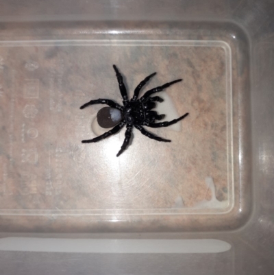 Missulena bradleyi (Bradley's or Eastern mouse spider) at Denhams Beach, NSW - 17 Mar 2019 by PaulMartin