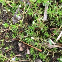 Crassula helmsii (Swamp Stonecrop) at Hackett, ACT - 17 Mar 2019 by JaneR