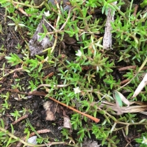 Crassula helmsii at Hackett, ACT - 17 Mar 2019