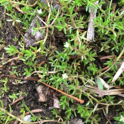 Crassula helmsii (Swamp Stonecrop) at Hackett, ACT - 17 Mar 2019 by JaneR