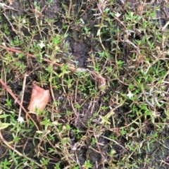 Crassula helmsii at Hackett, ACT - 17 Mar 2019