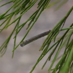 Lasiocampidae (family) (Snout moth) at Red Hill Nature Reserve - 17 Mar 2019 by JackyF