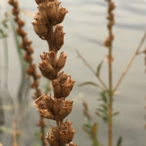 Lythrum salicaria at Hackett, ACT - 17 Mar 2019