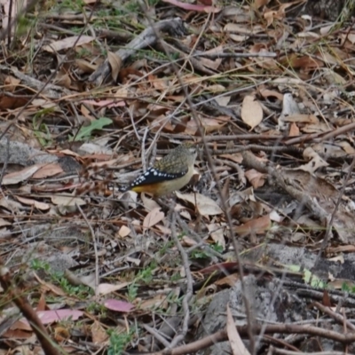 Pardalotus punctatus (Spotted Pardalote) at Red Hill Nature Reserve - 17 Mar 2019 by JackyF