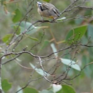 Pardalotus punctatus at Deakin, ACT - 17 Mar 2019