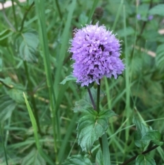 Mentha x piperita (Peppermint) at Lake Burley Griffin West - 17 Mar 2019 by JaneR