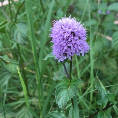 Mentha x piperita (Peppermint) at Lake Burley Griffin West - 17 Mar 2019 by JaneR